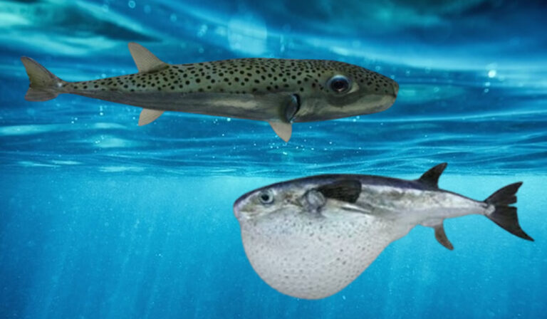 Catturato nel Mar Adriatico il Pesce palla argenteo è estremamente velenoso