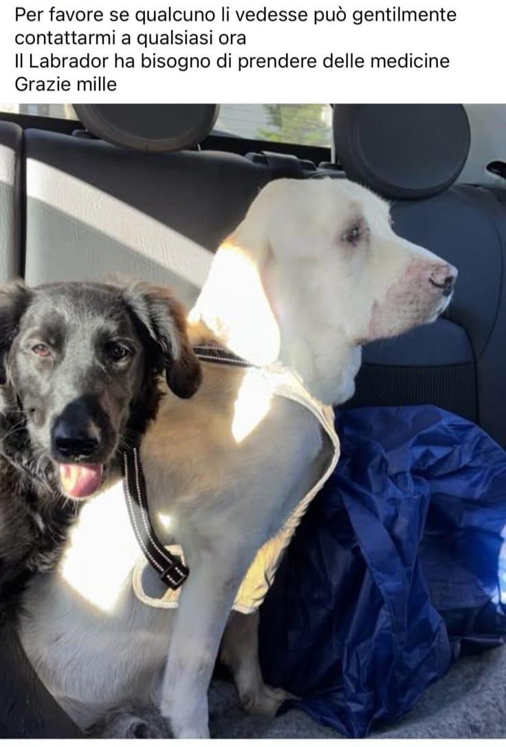 Minturno e frazioni, scomparsi due cani: Franca e Hillary. Una delle due, una labrador, è ammalata.