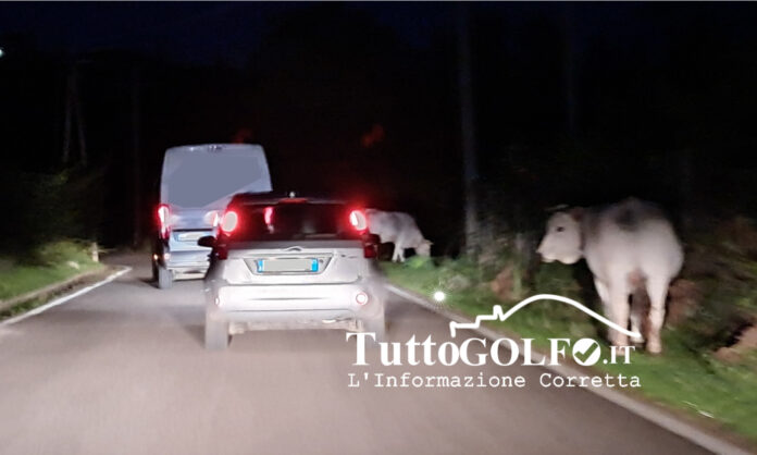 mucche strada notte