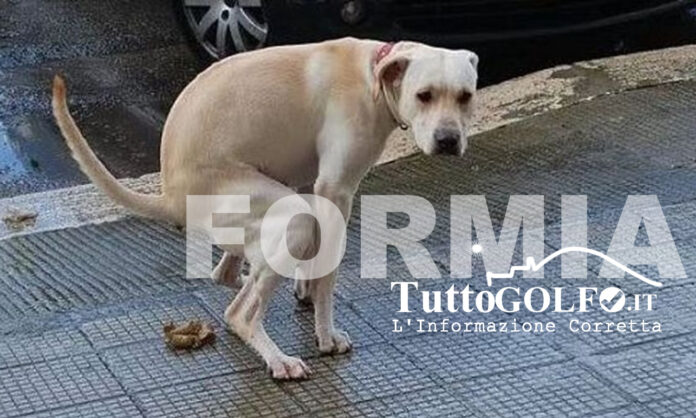 DEIEZIONI CANINE FORMIA