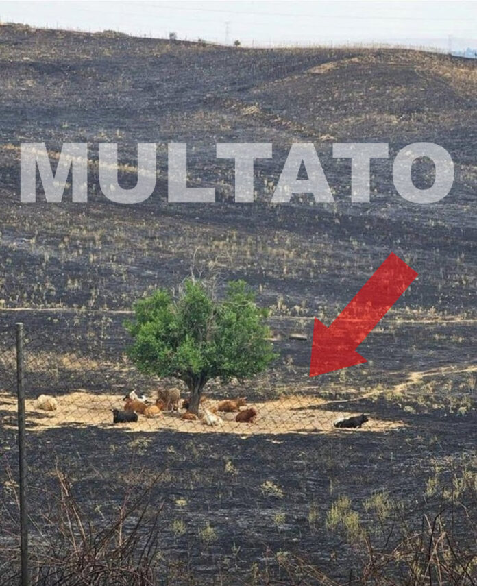 mucche montagna bruciata