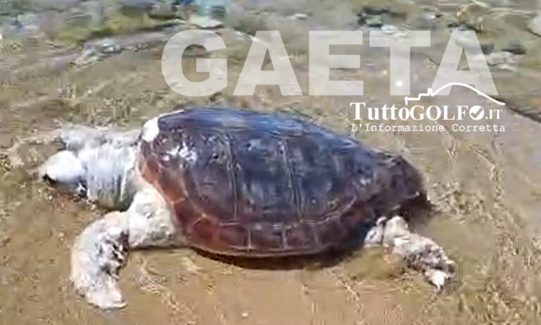 Macabra scoperta a Gaeta: tartaruga Caretta caretta trovata morta sul bagnasciuga