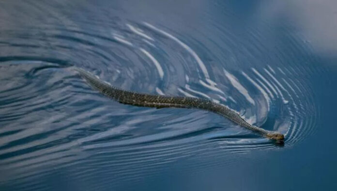serpente ibiza